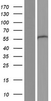 DCTN4 Human Over-expression Lysate