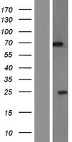 PIP5K1 alpha (PIP5K1A) Human Over-expression Lysate