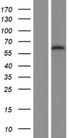 PIP5K1 alpha (PIP5K1A) Human Over-expression Lysate