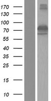 DYNC1I1 Human Over-expression Lysate