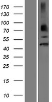 Neuro D4 (DPF1) Human Over-expression Lysate
