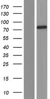 Kindlin 2 (FERMT2) Human Over-expression Lysate