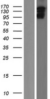 IQSEC1 Human Over-expression Lysate