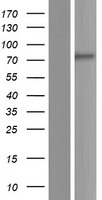 TMEM201 Human Over-expression Lysate