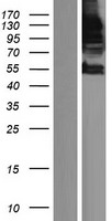 SUPT5H Human Over-expression Lysate