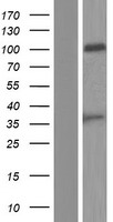 PSG8 Human Over-expression Lysate