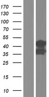 SLC9A3R2 Human Over-expression Lysate