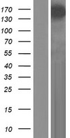 Synaptopodin 2 (SYNPO2) Human Over-expression Lysate