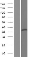 FAM71F2 Human Over-expression Lysate