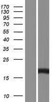 AP4S1 Human Over-expression Lysate