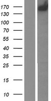MET Human Over-expression Lysate