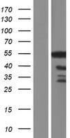 GPBP1 Human Over-expression Lysate