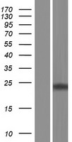 MRO Human Over-expression Lysate