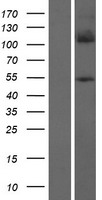 FOXD4L5 Human Over-expression Lysate