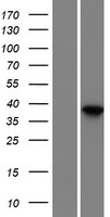 Dermokine (DMKN) Human Over-expression Lysate