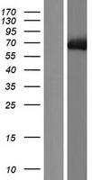 PABPC1L Human Over-expression Lysate
