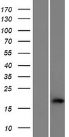 C1orf194 Human Over-expression Lysate