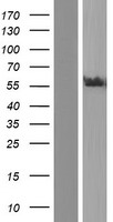 FRMD1 Human Over-expression Lysate