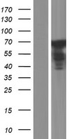 RBM35A (ESRP1) Human Over-expression Lysate