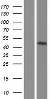 p63 (TP63) Human Over-expression Lysate