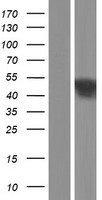 TBC1D14 Human Over-expression Lysate