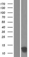 TSTD1 Human Over-expression Lysate