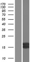IGF1 Human Over-expression Lysate