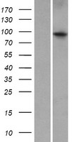 ZBTB10 Human Over-expression Lysate