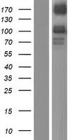 RPTP mu (PTPRM) Human Over-expression Lysate