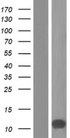 PCP4L1 Human Over-expression Lysate