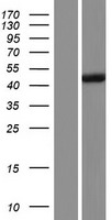 CRPPA Human Over-expression Lysate