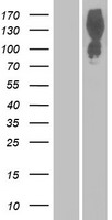 PRAGMIN (PRAG1) Human Over-expression Lysate