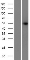 PRAMEF14 Human Over-expression Lysate
