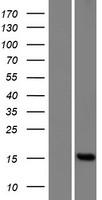 FAM136BP Human Over-expression Lysate