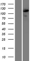 CIITA Human Over-expression Lysate