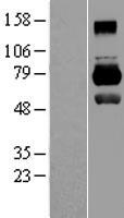 MID1 Human Over-expression Lysate