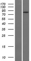 SLC26A4 Human Over-expression Lysate
