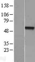 NR0B1 Human Over-expression Lysate