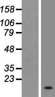 Apolipoprotein CII (APOC2) Human Over-expression Lysate