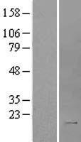 IL2 Human Over-expression Lysate