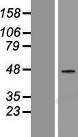 PAI1 (SERPINE1) Human Over-expression Lysate