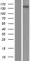 ATP2B3 Human Over-expression Lysate