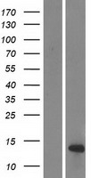 DEFB108B Human Over-expression Lysate