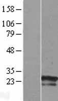 ZNF740 Human Over-expression Lysate