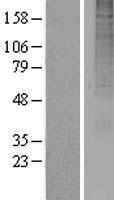 OR13A1 Human Over-expression Lysate