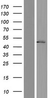 PARVB Human Over-expression Lysate