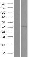 LYK5 (STRADA) Human Over-expression Lysate