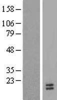 TAFA3 Human Over-expression Lysate