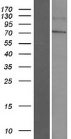 LINGO4 Human Over-expression Lysate