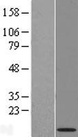 NRARP Human Over-expression Lysate
